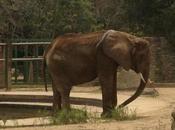 Ruperta pasa hambre parejo #Zoo Caricuao #Elefantes #Animales