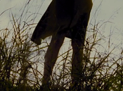 Stoker 2013