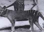 busca #tigre 'fantasma': Científicos buscan especie extinguida 1936 (VIDEO)