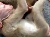 desconsolado llanto pequneño mono sobre madre muerta #Monos #Animales (VIDEO)