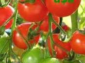 Dólares tomates (por ejemplo)