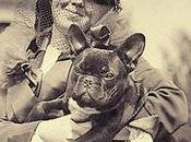 Bulldog Francés Características cuidados