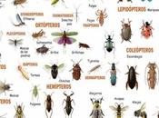 ¿Cuántos insectos mundo?