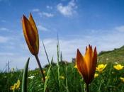 primavera Montseny, abetal Passavets Turó l’Home