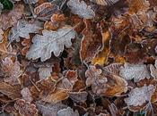 Frost