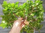 Ficus Ginseng todo sigue igual