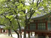 Corea sur: seoul, palacio changdeokgung jardin secreto