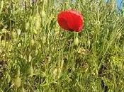 Gràcies Raimon Gracias