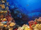 arrecifes coralinos