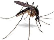 Vuelven mosquitos