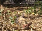 Intenso calor esta matando pájaros Ciudad Valles