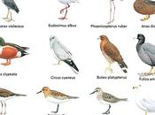 Observando aves Cuba