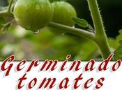 Germinar tomates partir semillas