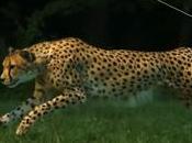 Quería vender coche creó anuncio épico #BuyMyVitara