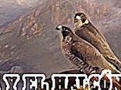 águila halcón