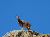 Muflones zona Collades. Vall Núria