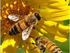 Como recolectan néctar abejas collect nectar bees. (spanish english)