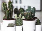Deco: Obsesión mini cactus