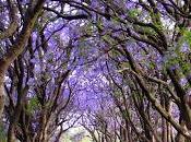 paleta jacarandas