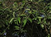 Laurel blanco (Ocotea acutifolia)