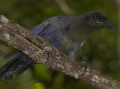 Urraca morada (Purplish jay) Cyanocorax cyanomelas