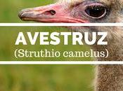 Avestruz