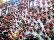 Patios cordobeses