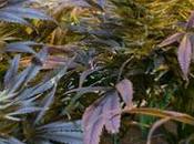 cannabis rejuvenece cerebro (ratones) mayores