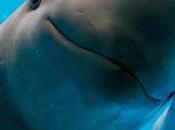 vaquita marina podría extinguirse dentro días