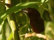 Fueguero oscuro (Silver-beacked Tanager) Ramphocelus carbo
