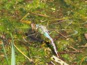 Hembra libélula emperador poniendo huevos Pantà Vallvidrera