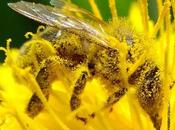 Abejas sobre amarillo bees yellow.