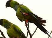 Ñanday (Nanday Parakeet) Aratinga nenday