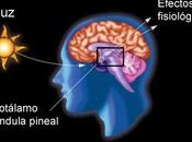 propiedades Melatonina