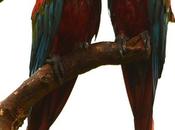 Guacamayo rojo (Green-winged Macaw) chloropterus