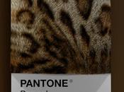 diferentes razas gatos convertidas colores Pantone