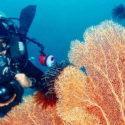 Moalboal: Mucho buceo