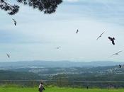 d’áligues, escapada para volar aves rapaces