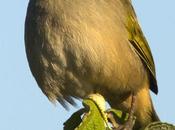 Verdón (Great pampa Finch) Embernagra platensis