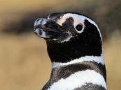 Pingüinera Punta Tombo