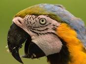 Guacamayo azul amarillo (Blue-and-yellow Macaw) ararauna
