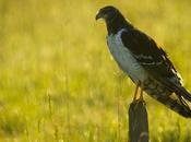 Gavilán planeador (Long-winged Harrier) Circus buffoni