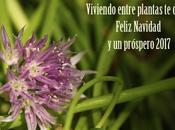 Felices fiestas feliz 2017