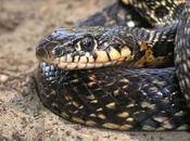Aparece serpiente gran tamaño vivienda Montequinto