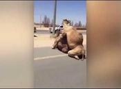 Descontrol mundo árabe: orgía camellos autopista