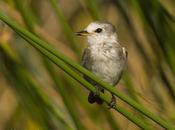 Lavandera (White-headed marsh-Tyrant) Arundinicola leucocephala