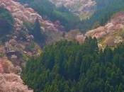 ‘Japan Cherry Blossoms’, timelapse drones muestra magia floración cerezos japoneses