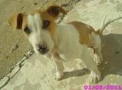 Cachorrito angel peligro.