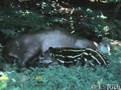 Galería fotos: Tapirus terrestris… Tapir…(Perissodactyla: Tapiridae)
