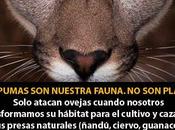 Otra mismo, quitamos habitat, alimento luego perseguimos como plaga??? matanza inescrupulosa pumas Negro (Argentina)